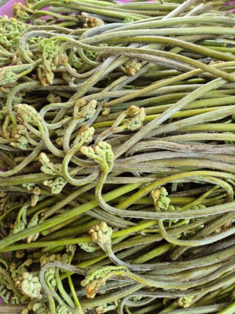 마가팜,정선 마가목 열매 추출 마가목