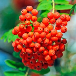 국산 마가목 열매 (생1kg) (건조 300g)