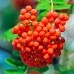 썸네일(스크롤)